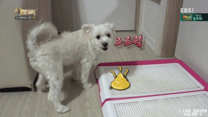 [세나개] 반려견을 업체에서 강제 교배를 하면 안되는 이유.jpgif | 인스티즈