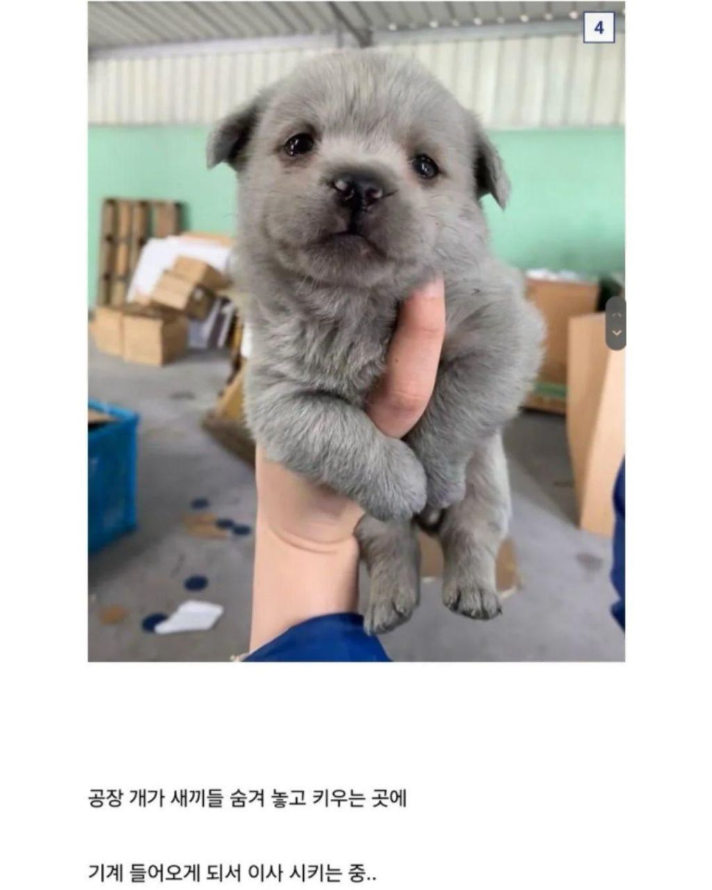 이사가게 된 꼬물이들 | 인스티즈