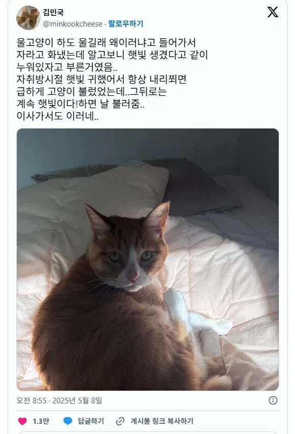 고양이가 자꾸 울면서 부른 이유 | 인스티즈
