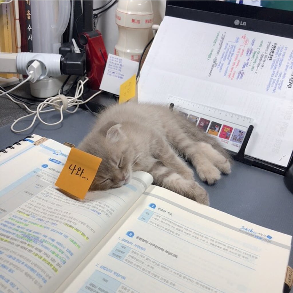 공시생 공부 방해하는 고양이.jpg | 인스티즈