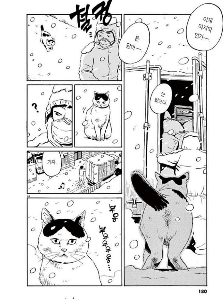 고양이 분짱 | 인스티즈