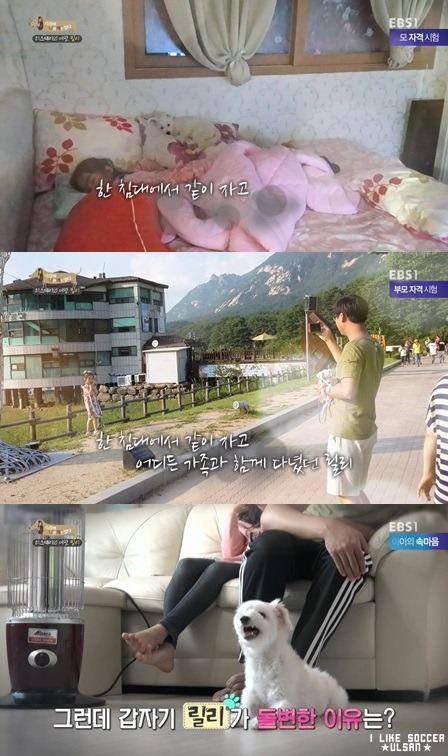 [세나개] 반려견을 업체에서 강제 교배를 하면 안되는 이유.jpgif | 인스티즈