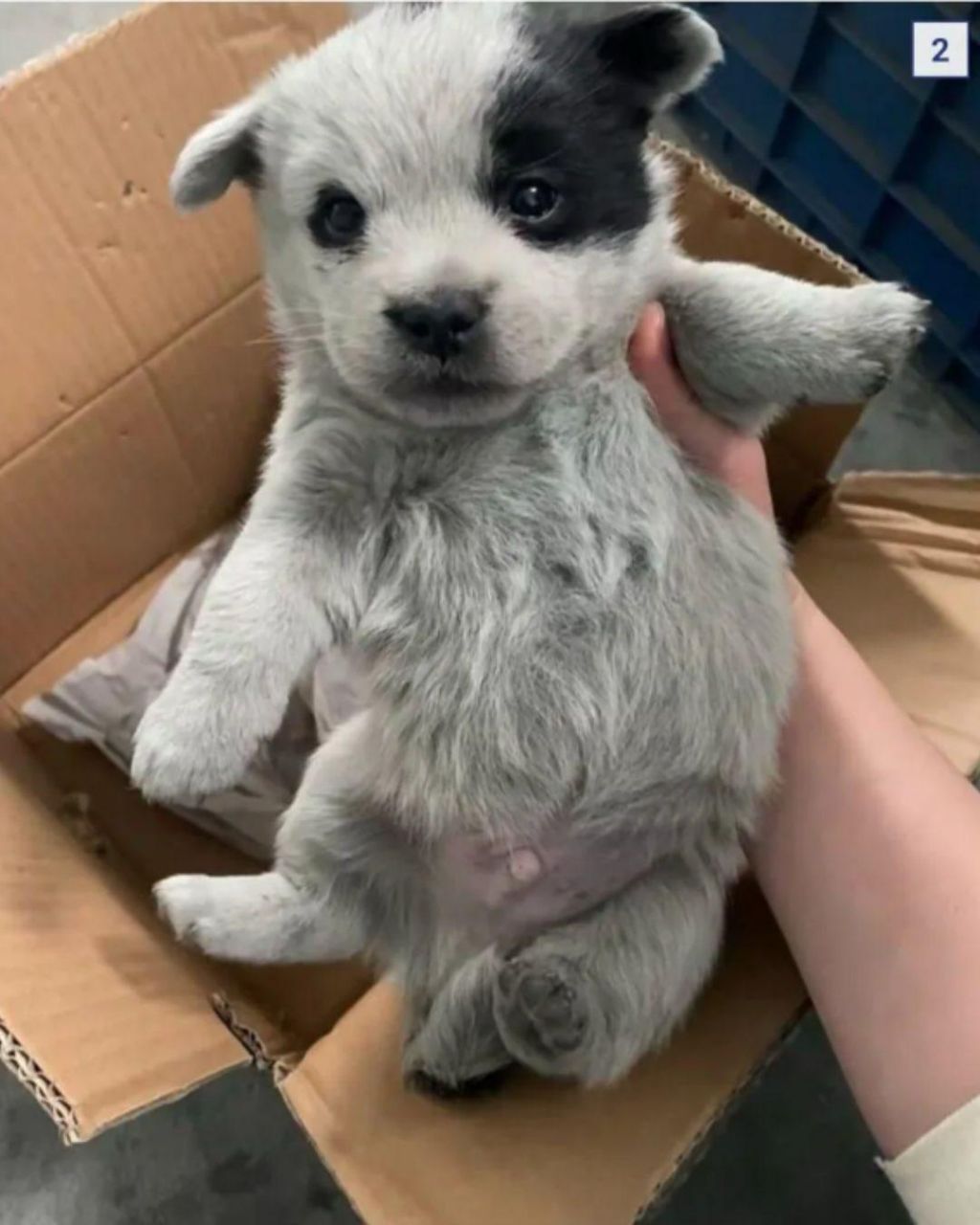 이사가게 된 꼬물이들 | 인스티즈