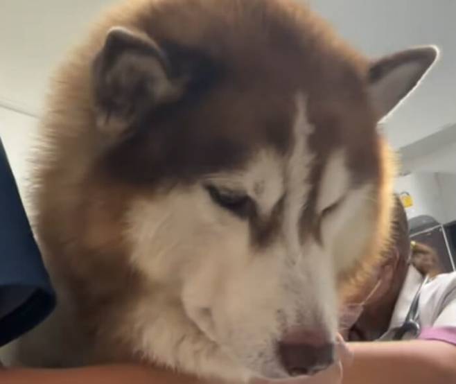 "배 속에 이게 뭐야?" 허스키가 병원 실려간 황당 이유…엑스레이 보고 기절 | 인스티즈