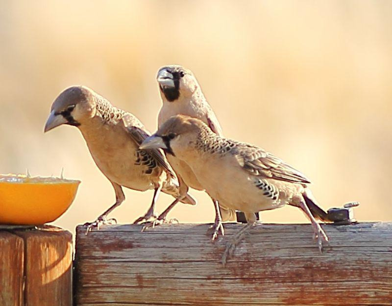 '아파트를 짓고 사는 새' 에 대해 알아보자 | 인스티즈