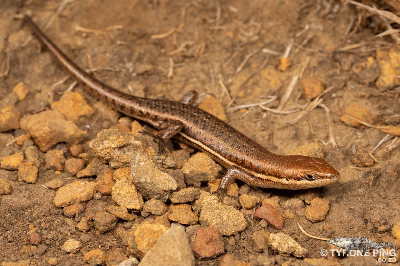 '아파트를 짓고 사는 새' 에 대해 알아보자 | 인스티즈