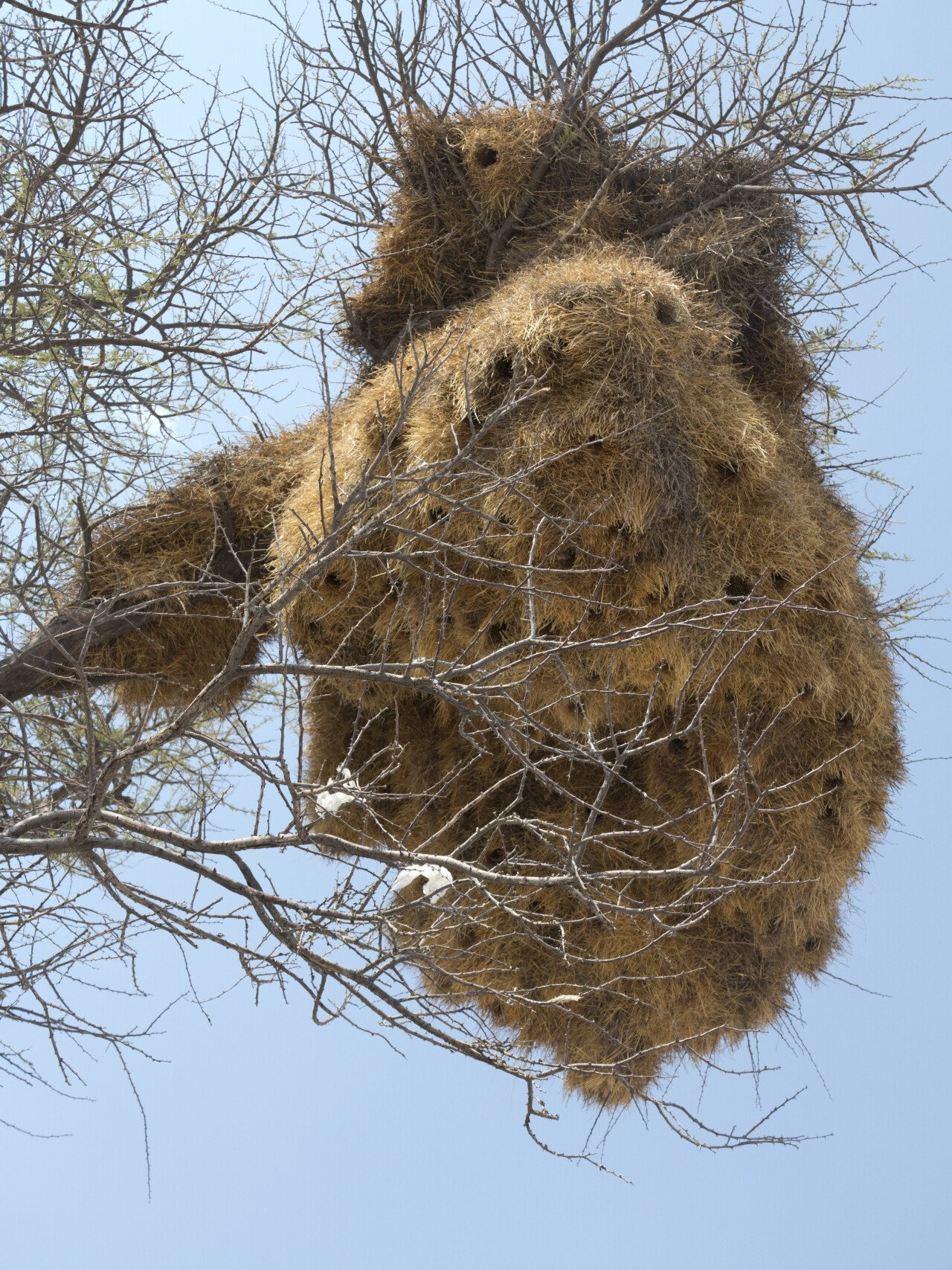 '아파트를 짓고 사는 새' 에 대해 알아보자 | 인스티즈