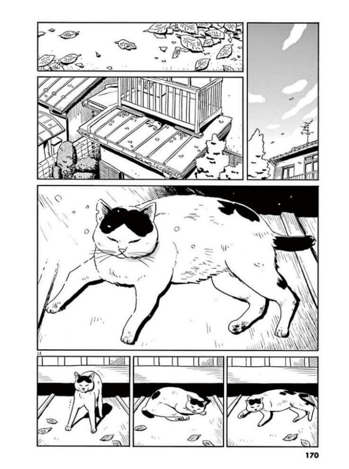 고양이 분짱 | 인스티즈