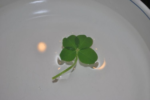 행운을 나눠드릴게요🍀 들어오세요 | 인스티즈