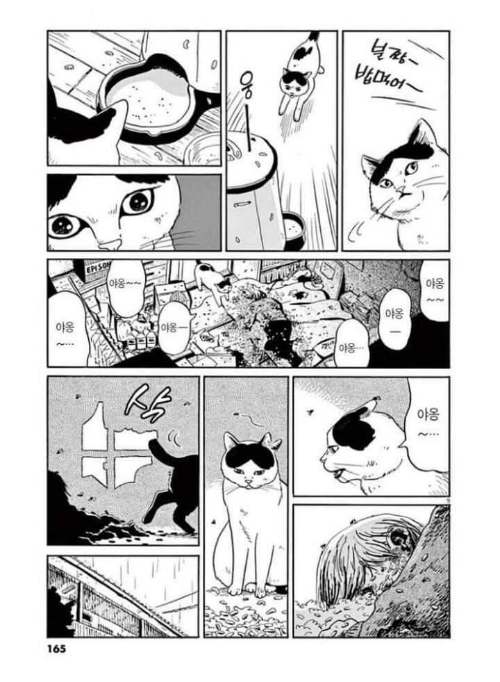 고양이 분짱 | 인스티즈