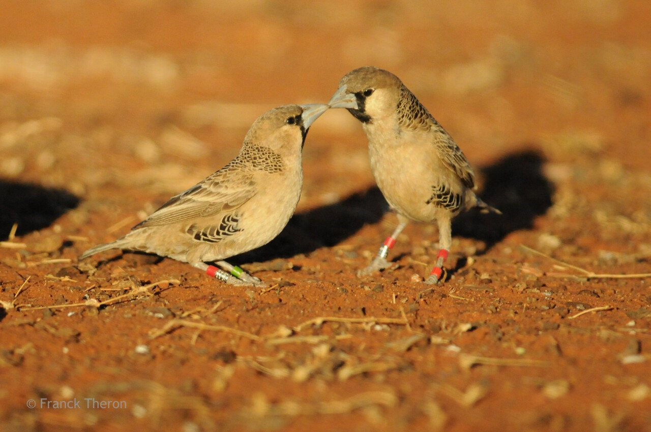 '아파트를 짓고 사는 새' 에 대해 알아보자 | 인스티즈