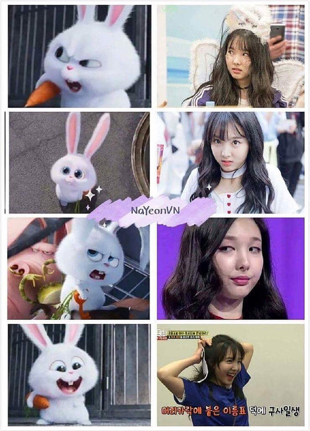 트와이스 나연과 마이펫의 이중생활 스노우볼 | 인스티즈