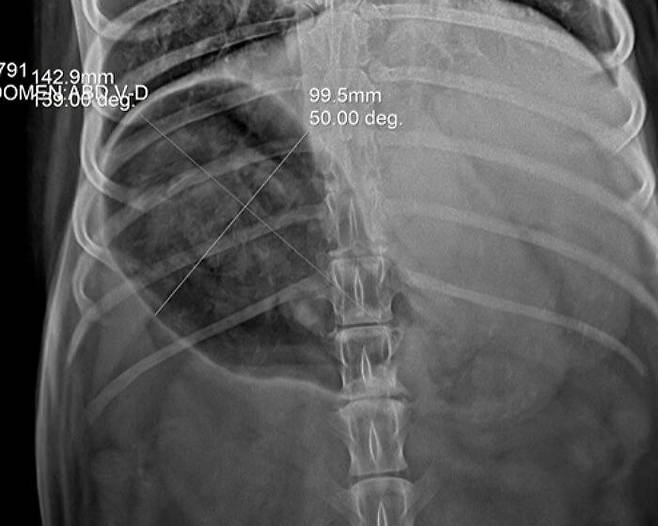 "배 속에 이게 뭐야?" 허스키가 병원 실려간 황당 이유…엑스레이 보고 기절 | 인스티즈