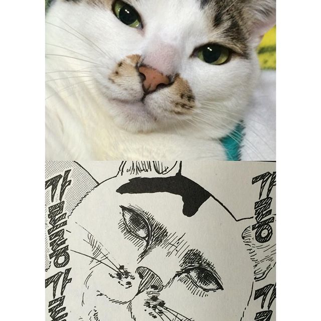 정말게 사실적으로 자비없는 이토준지 고양이 묘사.jpg | 인스티즈
