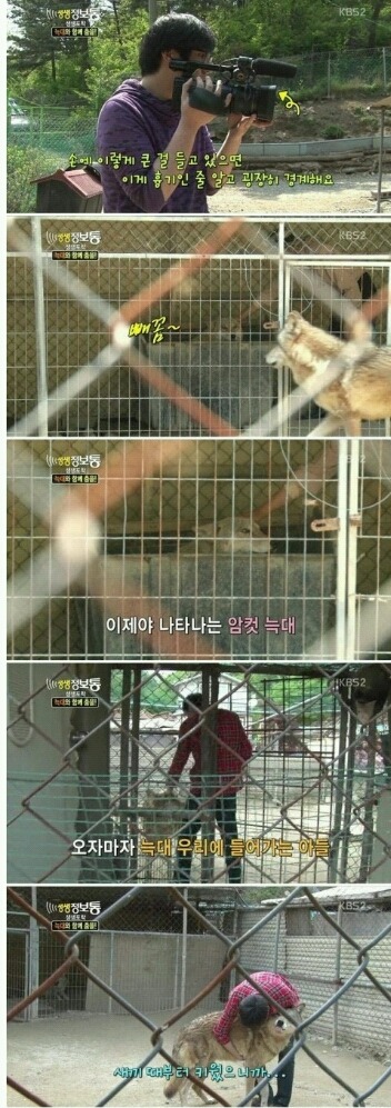 사기 당해서 늑대 키우는 집 | 인스티즈
