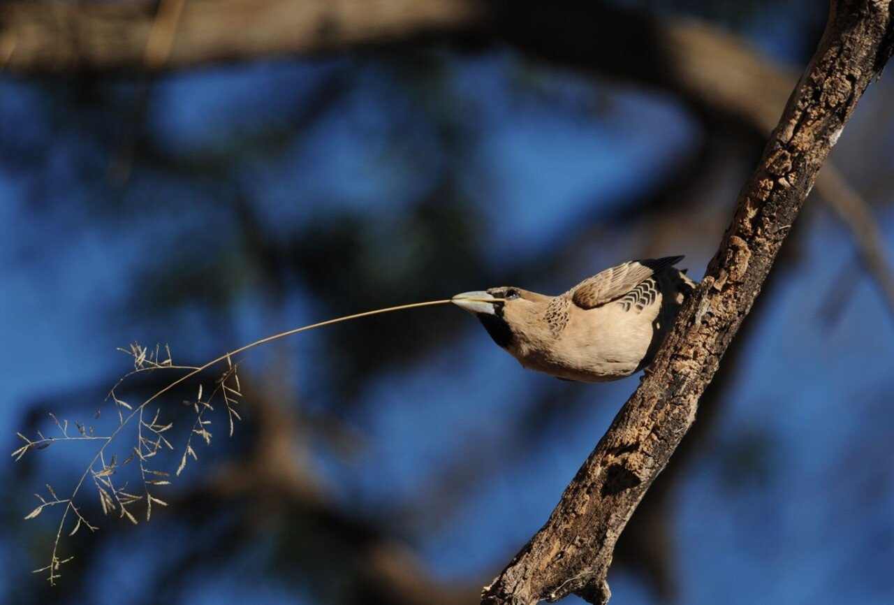 '아파트를 짓고 사는 새' 에 대해 알아보자 | 인스티즈