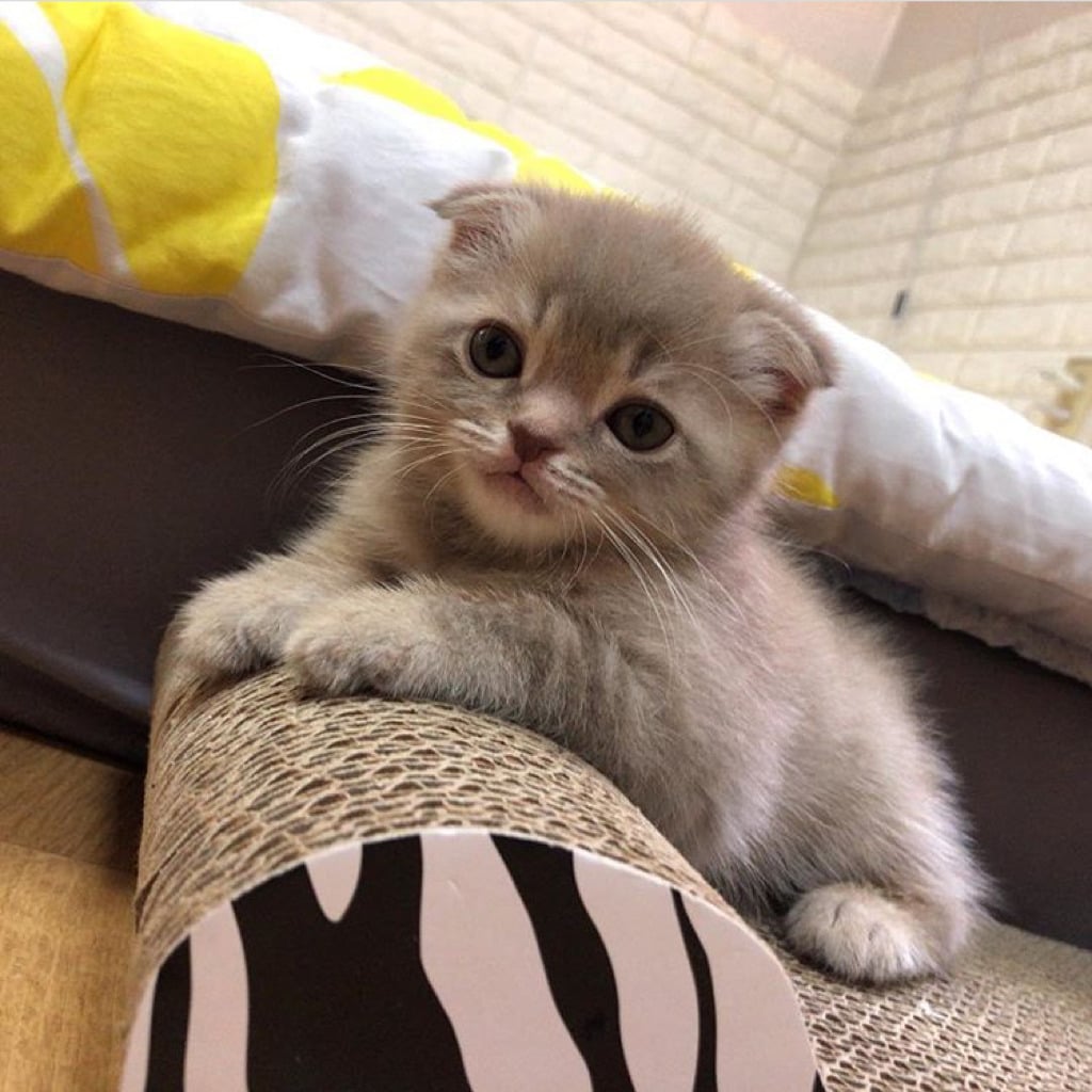 공시생 공부 방해하는 고양이.jpg | 인스티즈