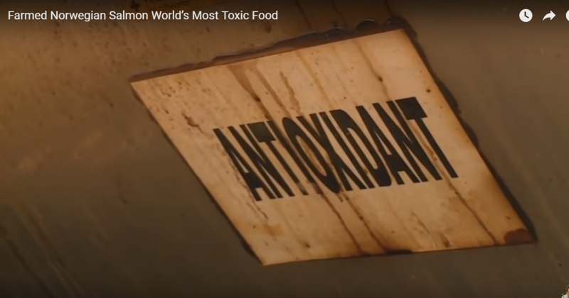 알고는 절대 못 먹는 노르웨이 연어의 무서운 비밀 (바다 이, 생선 우글거리는 사진 주의) | 인스티즈