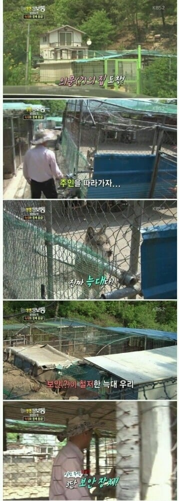 사기 당해서 늑대 키우는 집 | 인스티즈