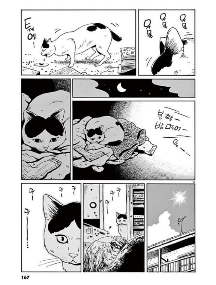 고양이 분짱 | 인스티즈