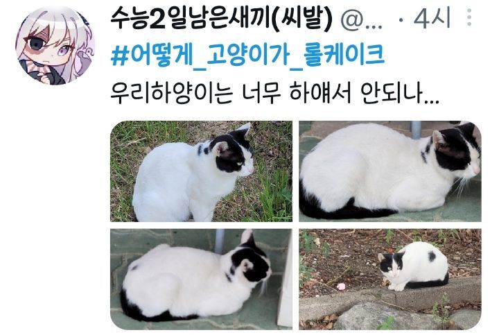 전국 젖소고양이 집합중인 트위터 | 인스티즈