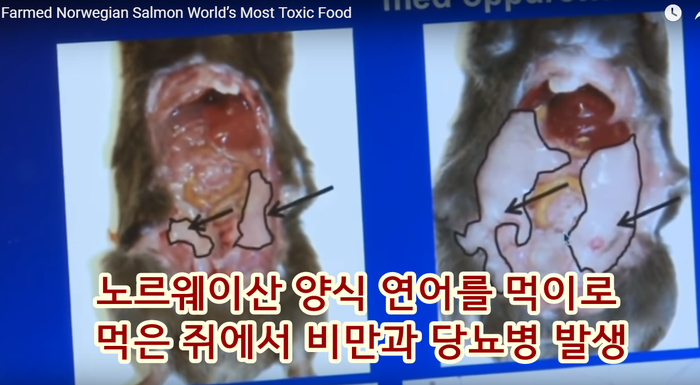 알고는 절대 못 먹는 노르웨이 연어의 무서운 비밀 (바다 이, 생선 우글거리는 사진 주의) | 인스티즈