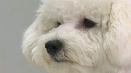 도죠머리(울프컷,샤기컷)말고 요즘 유행하는 스타일로 해주는 일본남자 대표 연예인 두명+도죠머리가 잘어울리는 배우 한명 | 인스티즈