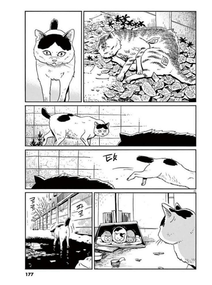 고양이 분짱 | 인스티즈