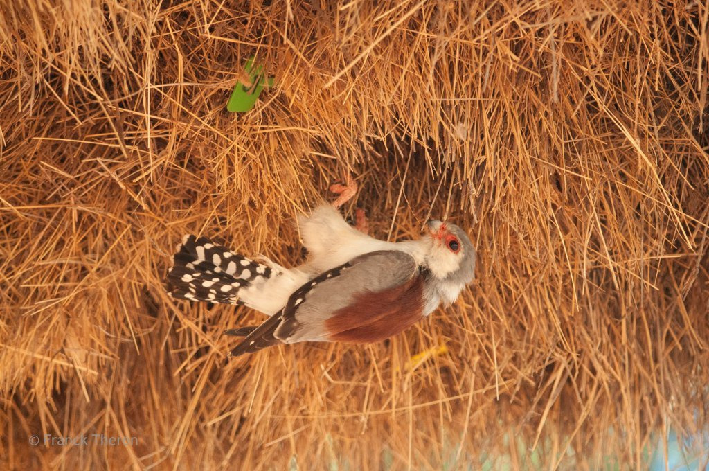 '아파트를 짓고 사는 새' 에 대해 알아보자 | 인스티즈