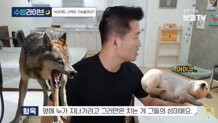 강형욱이 말하는 늑대를 집에서 키울 수 없는 이유 | 인스티즈