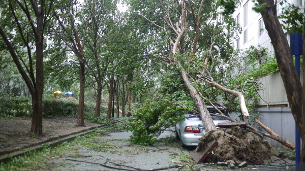 2010년 9월 태풍 곤파스.jpg | 인스티즈