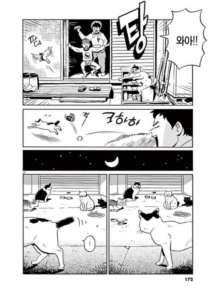 고양이 분짱 | 인스티즈