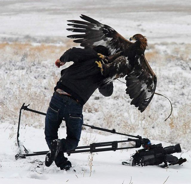 독수리가 정면 사진이 잘 없는 이유 | 인스티즈