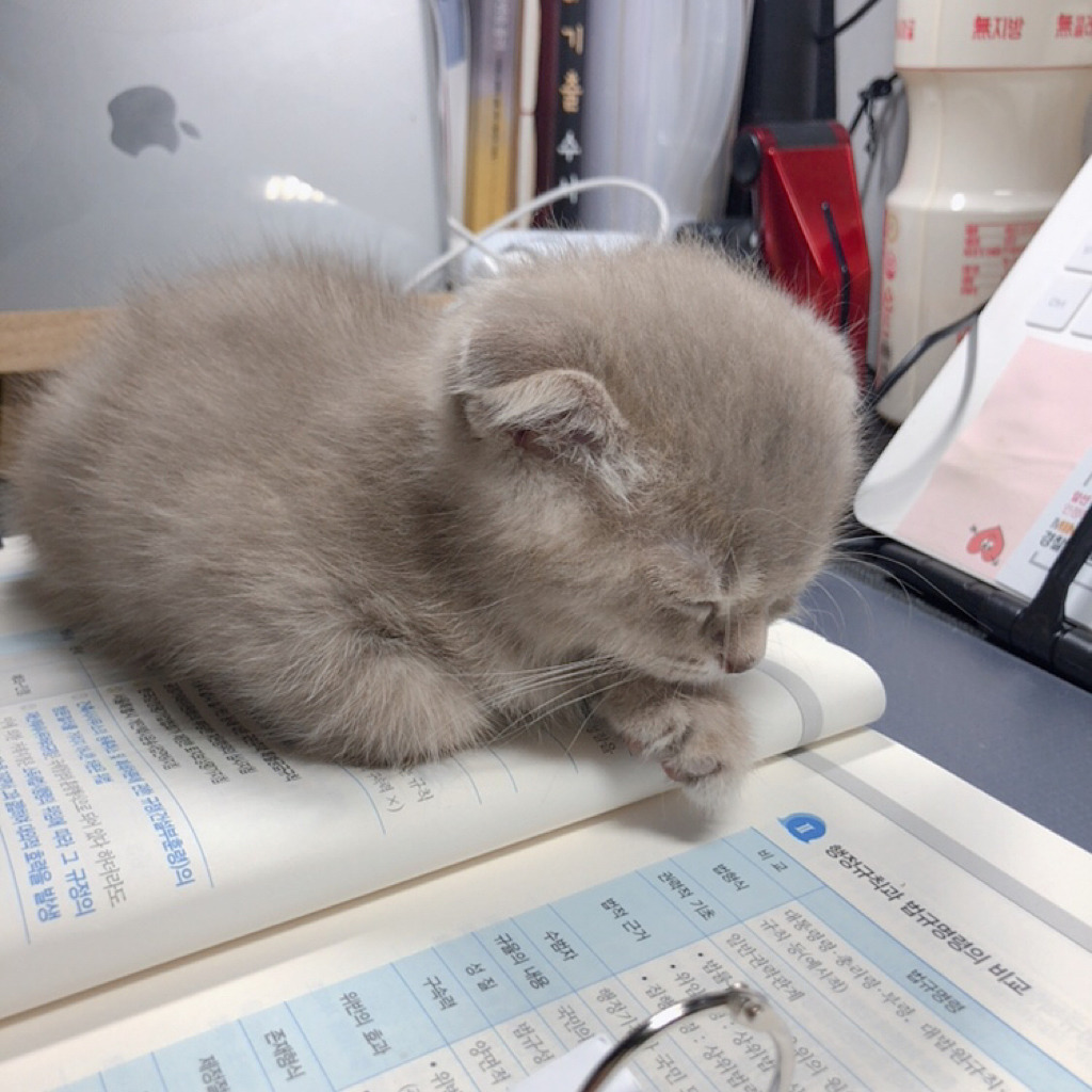 공시생 공부 방해하는 고양이.jpg | 인스티즈