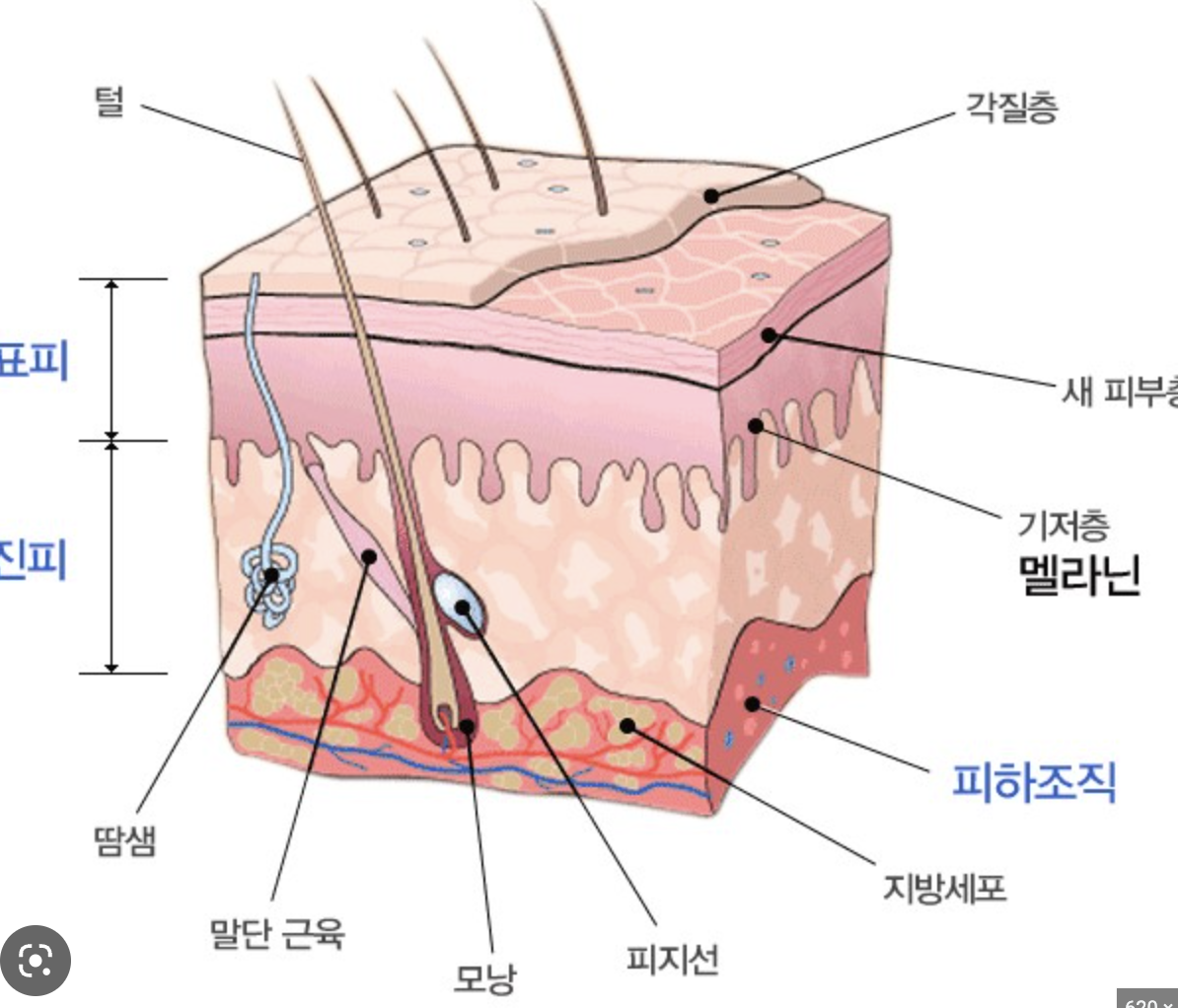 본인에게 알맞는 기초 화장품 루틴 설계하기 | 인스티즈