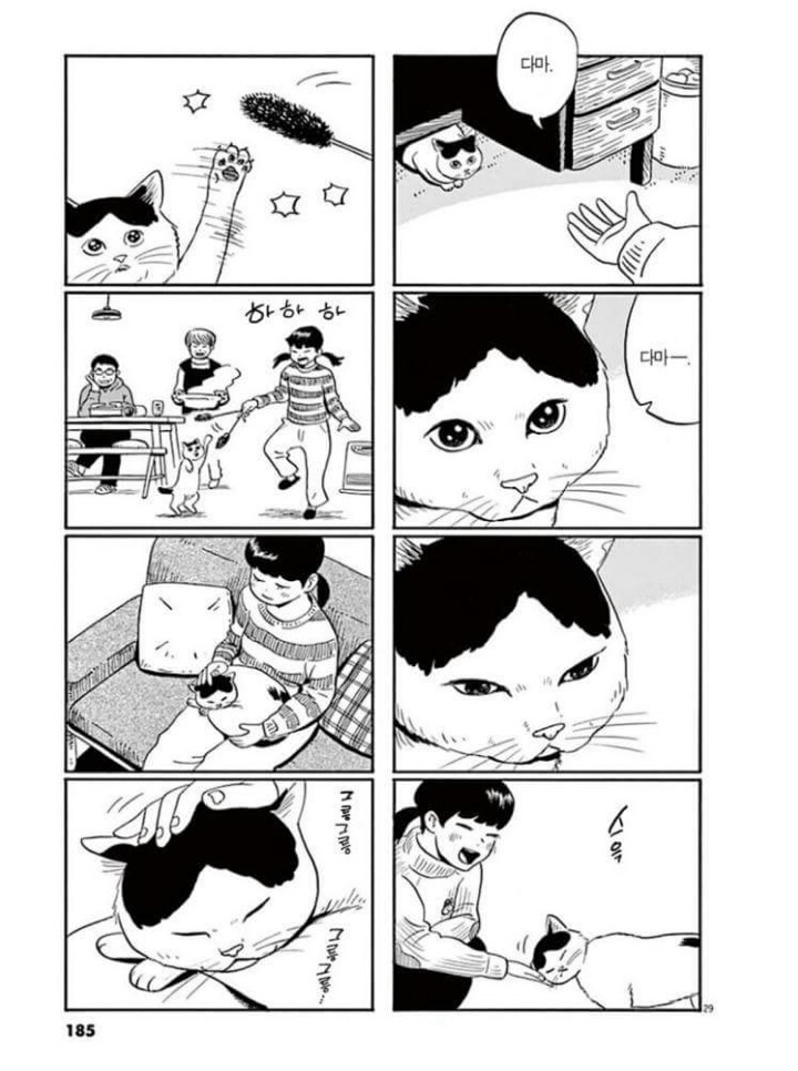 고양이 분짱 | 인스티즈