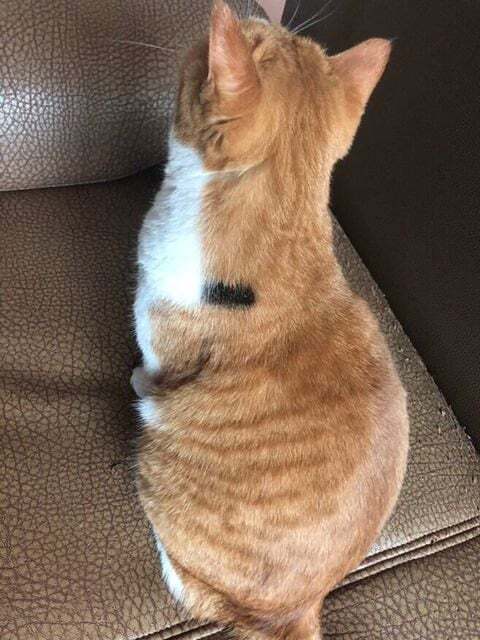 삼색이다 vs 아니다 | 인스티즈