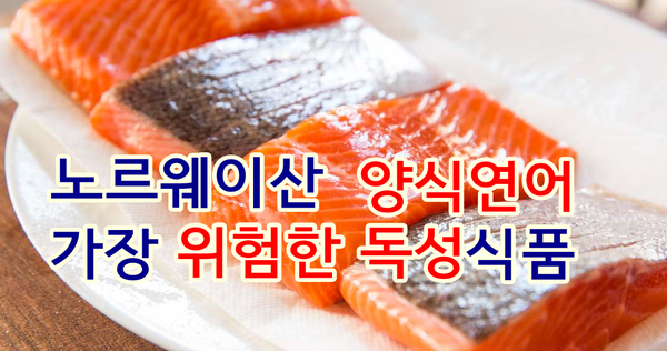 알고는 절대 못 먹는 노르웨이 연어의 무서운 비밀 (바다 이, 생선 우글거리는 사진 주의) | 인스티즈