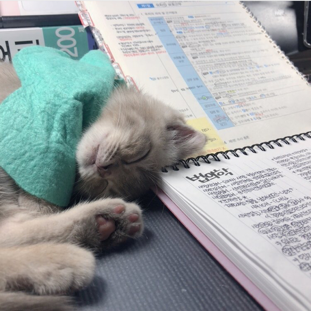 공시생 공부 방해하는 고양이.jpg | 인스티즈