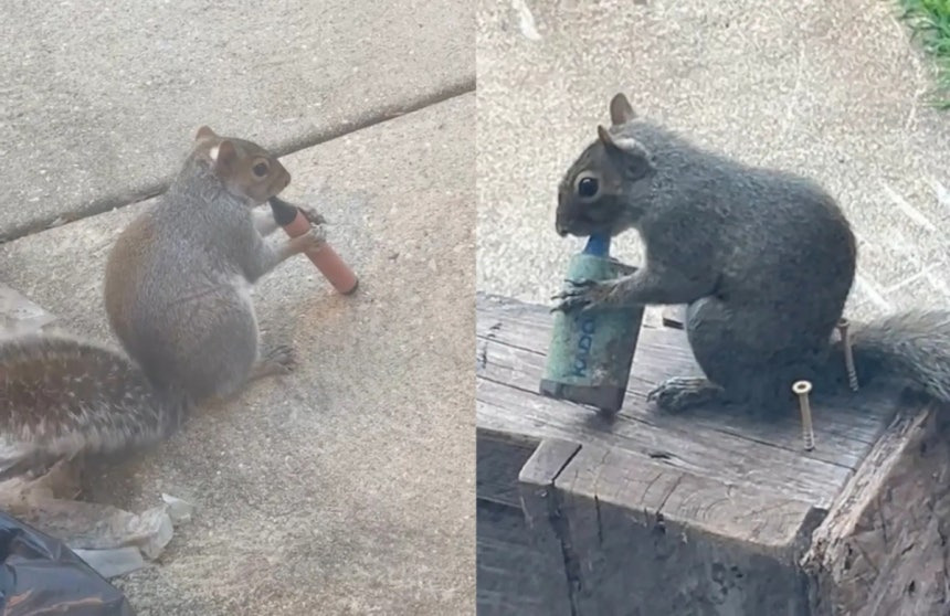 "인간이 미안해"...회색 다람쥐, 전자담배 입에 물고 '오물오물' | 인스티즈