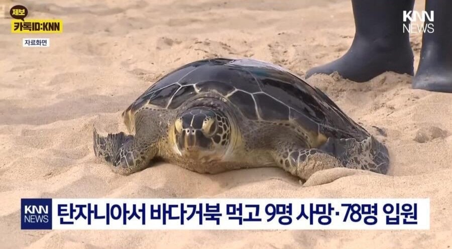 바다거북 먹고 9명사망 | 인스티즈