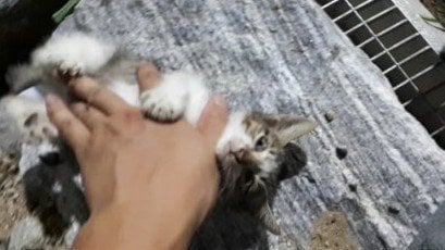 디시에서 개념글 간 '새끼 길냥이 고아 만드는법'. jpg | 인스티즈