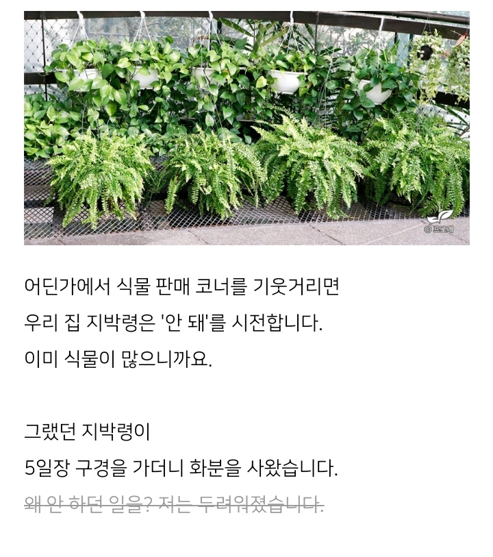 꽃집이나 시장에서 사온 화분 건강하게 오래 키우기 (feat.식물 드루이드님 블로그) | 인스티즈