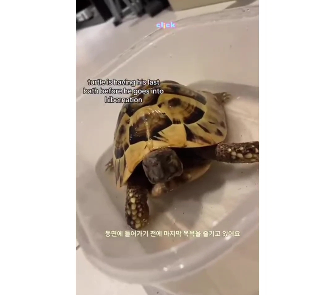 냉장고에서 12주동안 겨울잠을 잔다는 거북이 | 인스티즈
