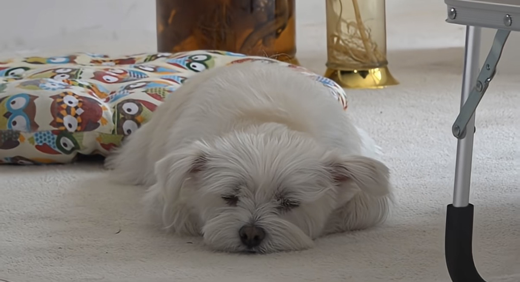 유퀴즈 나오는 윤택이 입양한 반려견 달몽이 | 인스티즈