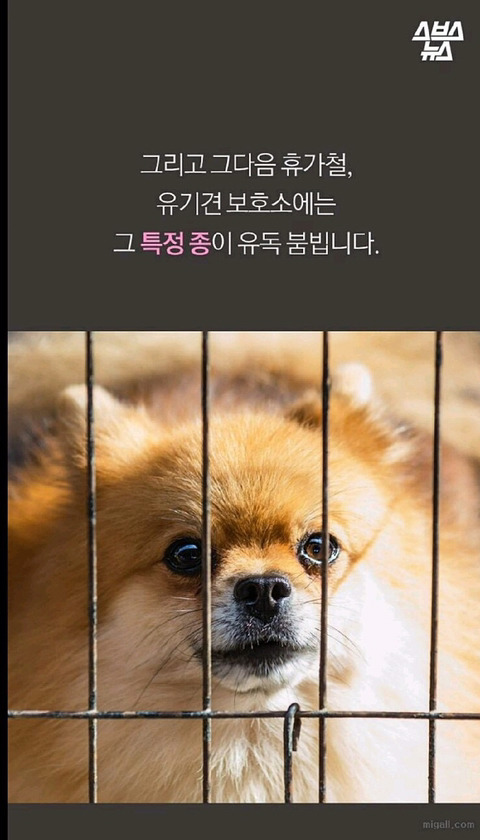 특히 우리나라에서 심한 강아지 유행 | 인스티즈