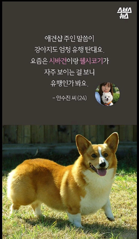 특히 우리나라에서 심한 강아지 유행 | 인스티즈