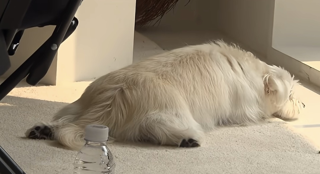 유퀴즈 나오는 윤택이 입양한 반려견 달몽이 | 인스티즈