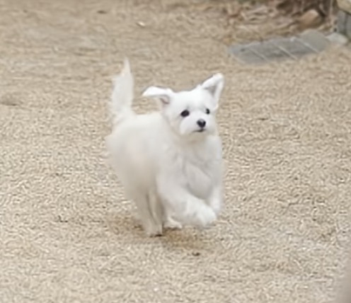 유퀴즈 나오는 윤택이 입양한 반려견 달몽이 | 인스티즈