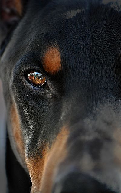 견종 이야기 - 도베르만 핀셔 | 인스티즈